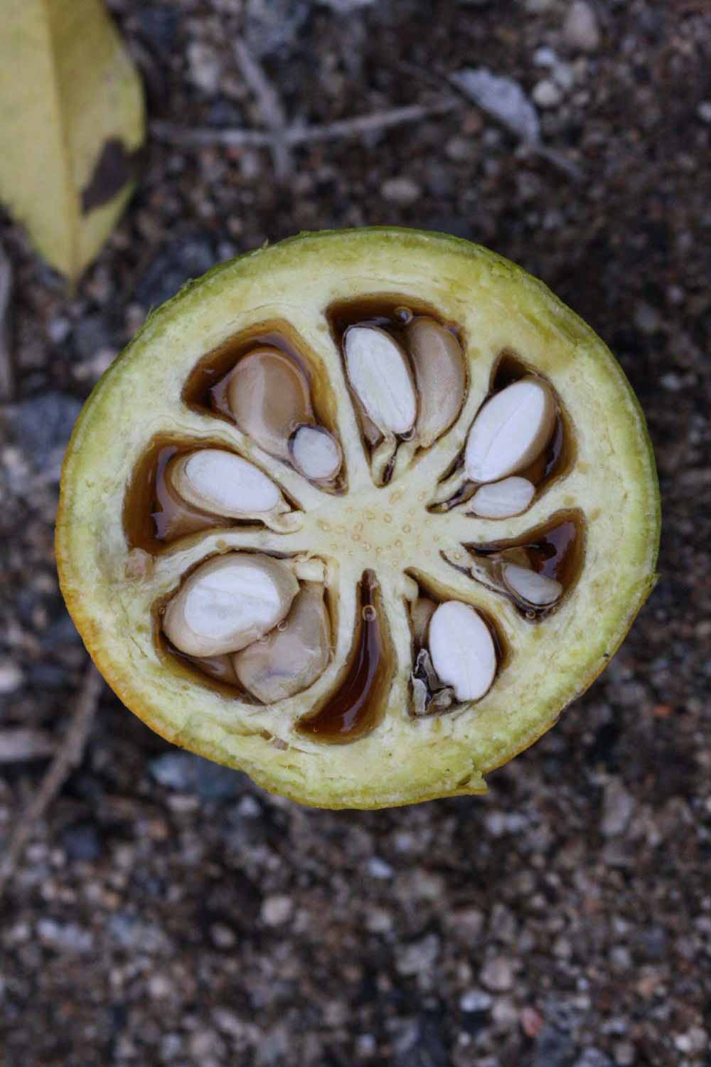              Fruit cross-section (Riverside, CA)       